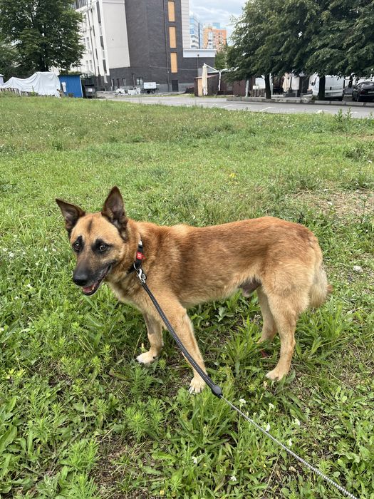 Пес ищет ответственную семью!