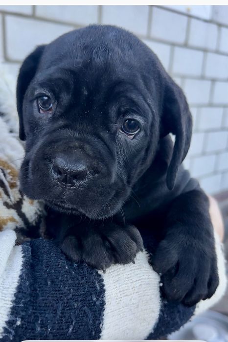 Дівчатка Кане Корсо