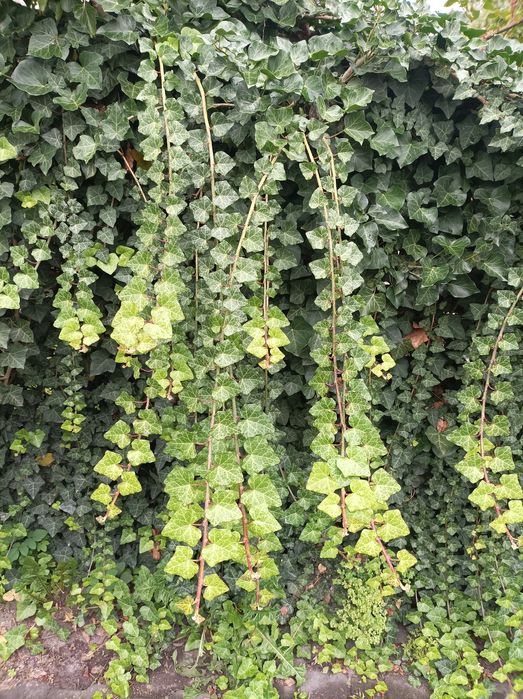 Bluszcz zimozielony 50 szt