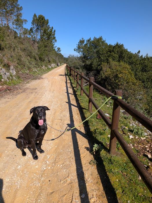 Dou para adopção