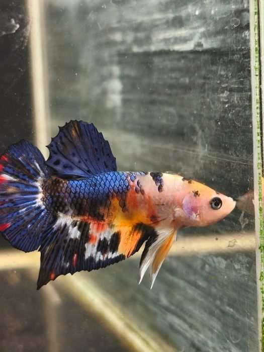 Bojownik // Bojownik