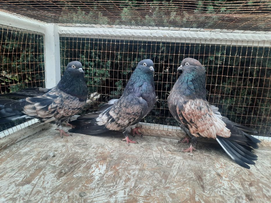 Продам домашню птицю.