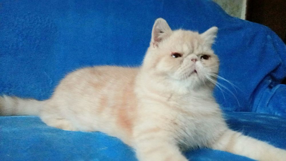 Подрощенный кремовый