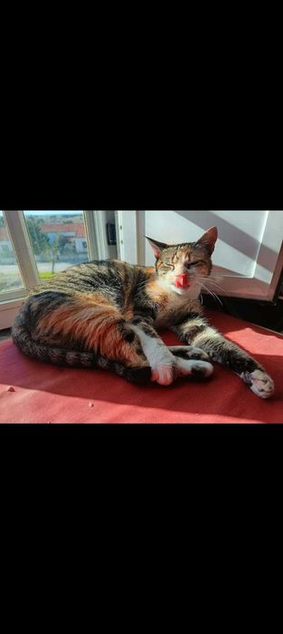 Gata para adoção consciente