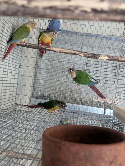 Pyrrhuras Molie, Ring Necks, Caturras, Roselas Penantes e Agapórnis