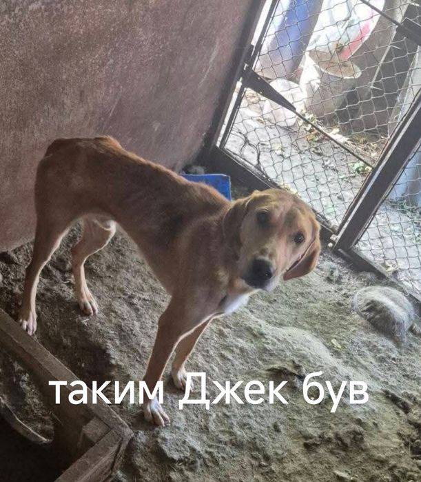 Гончак в добрі руки