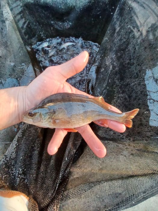 Karp narybek/kroczek. Lin,Amur,Płoć,Sandacz.
