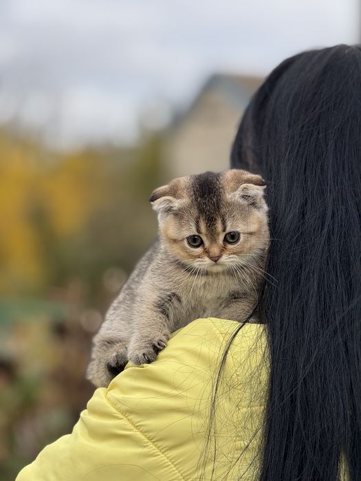 Плюшева дівчинка Скотіш Фолд Золота Шиншила