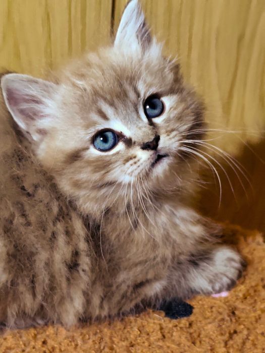 Ragdoll Kotka Cherubim Seal Lynx rodowód międzynarodowy