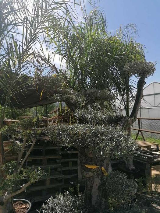 Oliveiras e Árvores em Cuvete