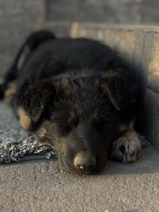 Щенок немецкой овчарки