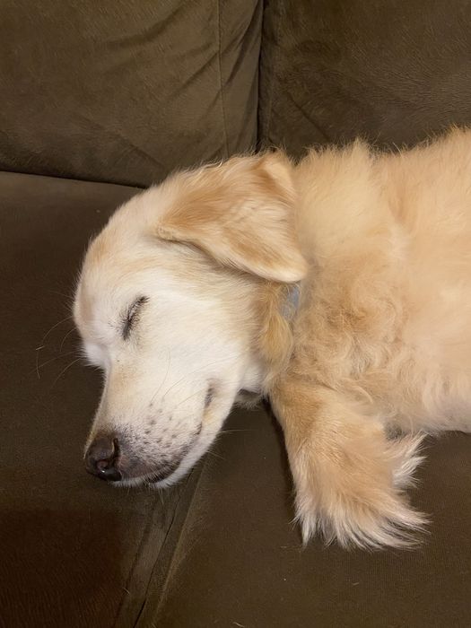 Petsitting 16€ - 24h