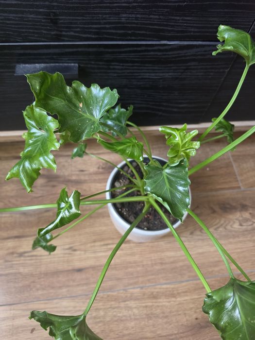 Filodendron Atlantis kolekcjonerski