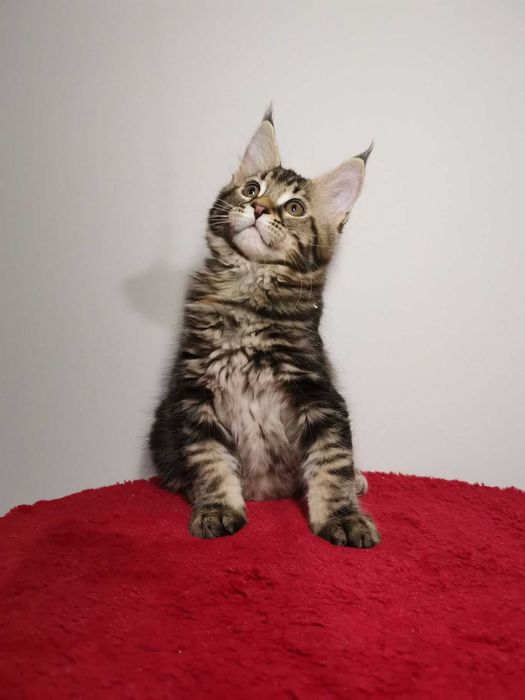 Мальчик котенок породы чаузи