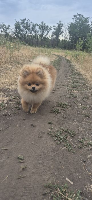 Продаётся щенок шпиц