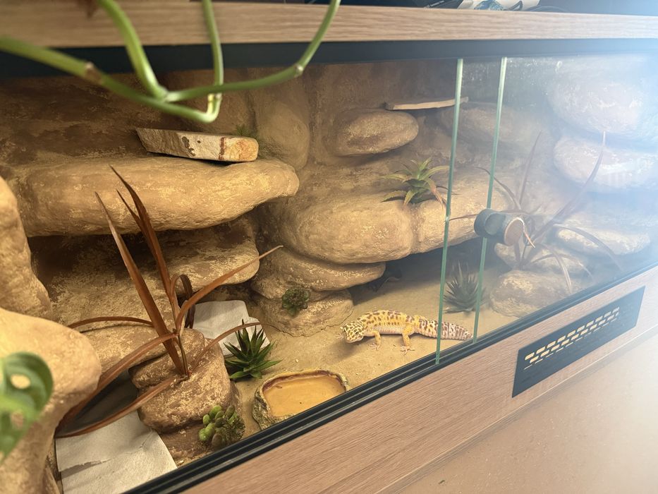 Gekon lamparci + terrarium