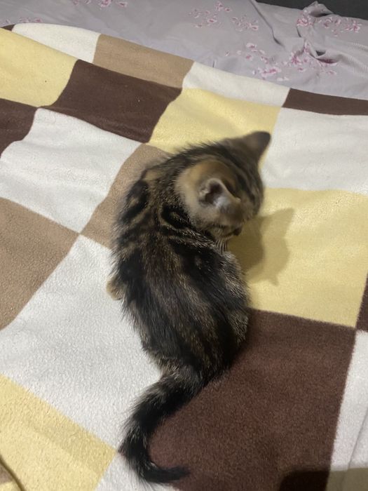 Котики породисті продам.