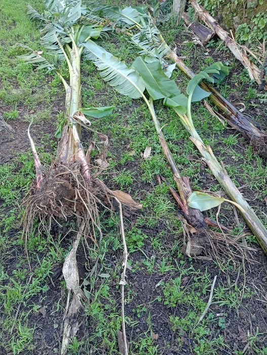 Bananeira vários tamanhos