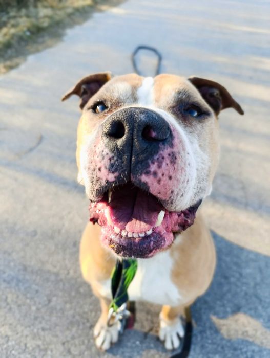 Piękny pies wciąż bez swojego człowieka