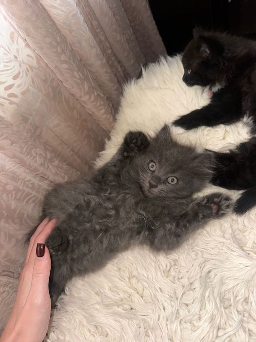 Кошенята шукають дім