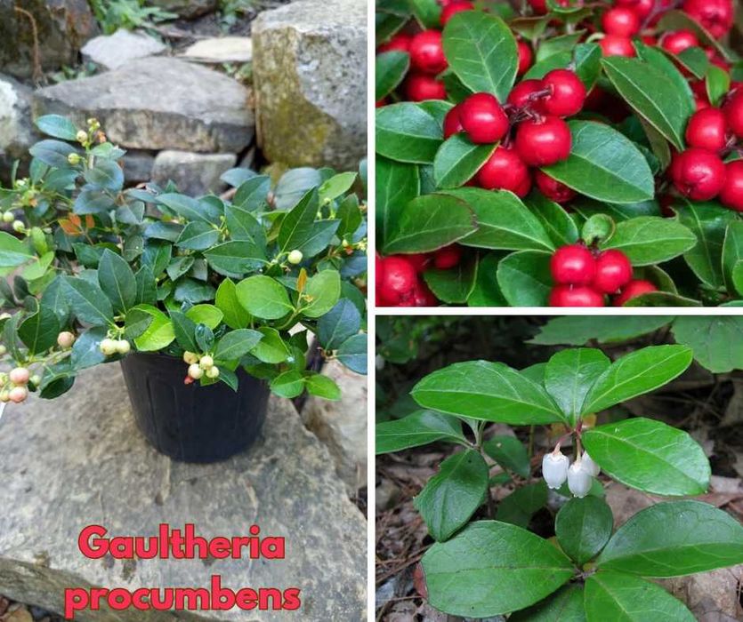Gaultheria procumbens