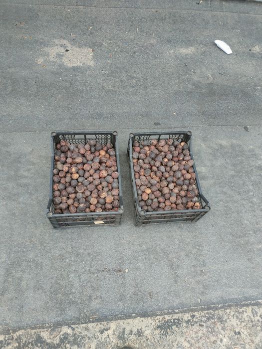 Продам грецкий орех