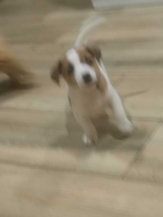 Jack Russell Terrier piesek