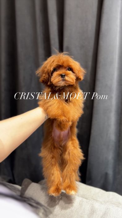 Эксклюзивный Мальчик Кавапу(мальтипу)Китай,супермини!6месяцев-1кг