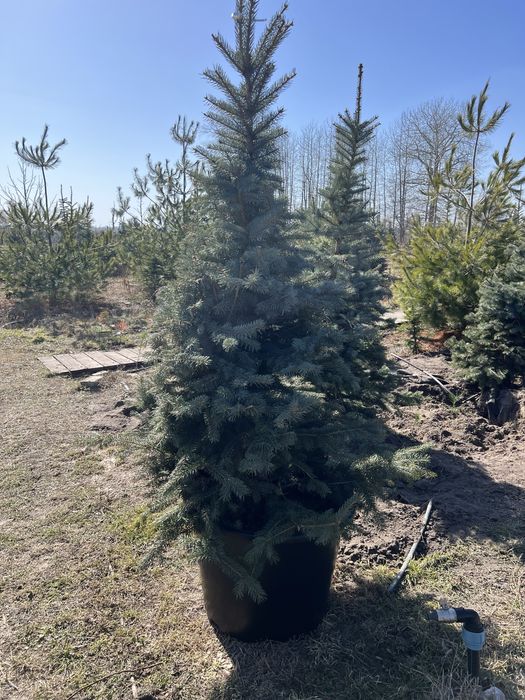 Ялинка блакитна в горщику (ялина голуба,) голубая ель, Кейбаб, з комом