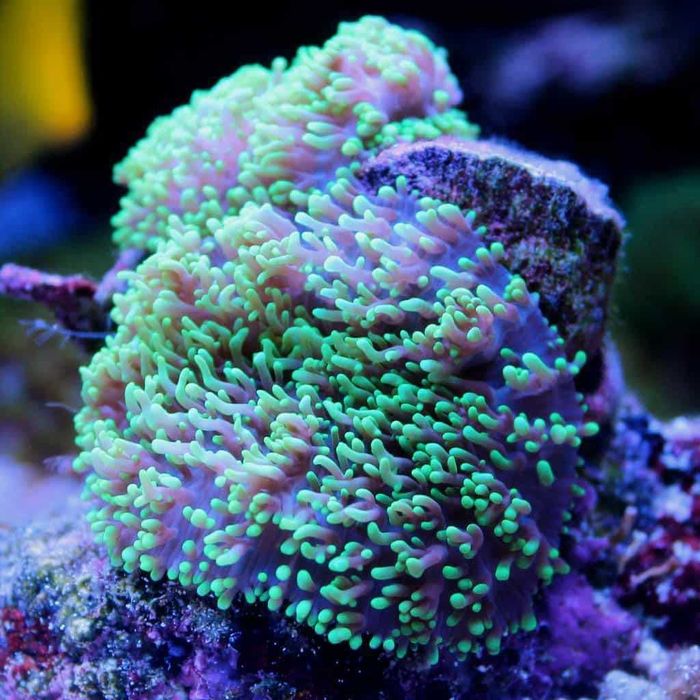 Rhodactis FLUO green koralowiec miękki