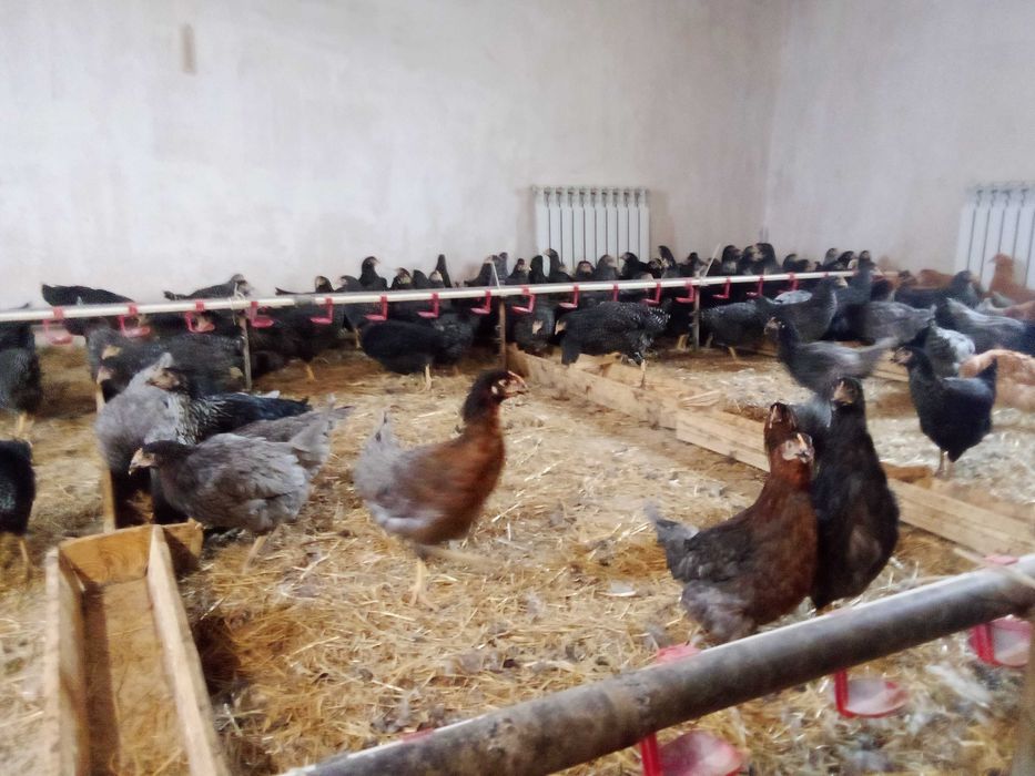 кури! Безкоштовна доставка!  Продам курей! Снігірівка