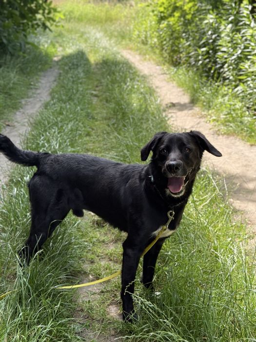 Mini labrador pełen energii pies w schronisku dla zwierząt(młody pies)