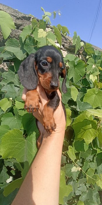 Неймовірна красуня кролячих такс