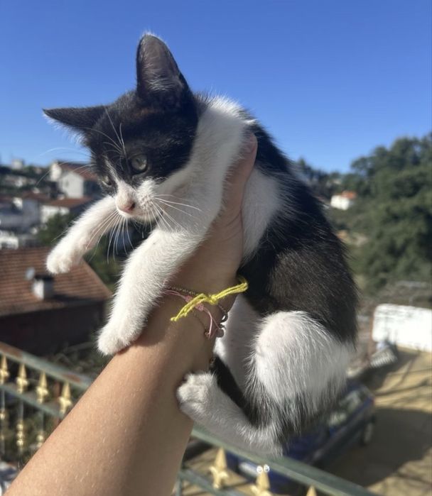 Adoção responsavel!