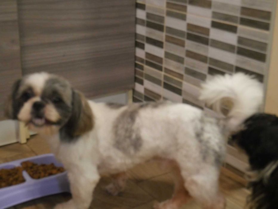 SHIH TZU -Mini Piesek