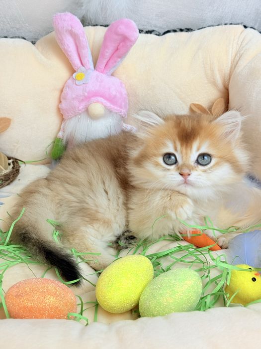 Золота шиншила 2 місяці