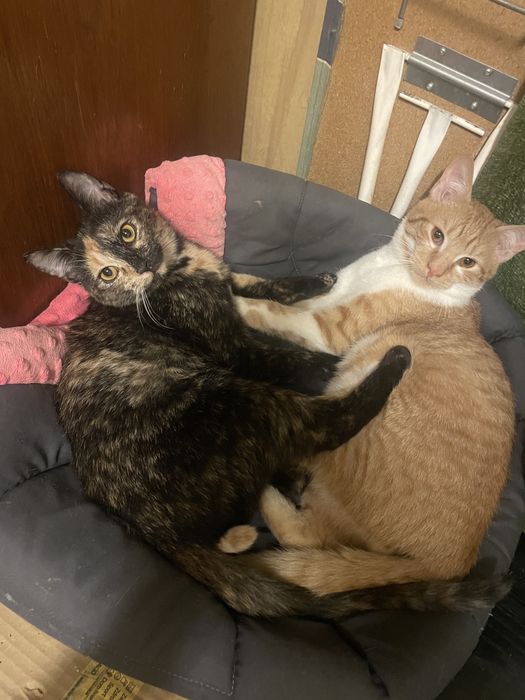 Cudowne rodzenstwo szuka domkow