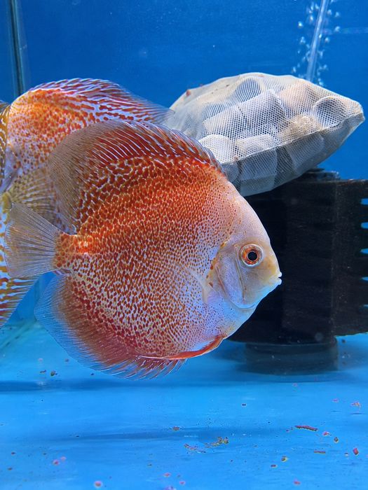 Discus Snow Leopard