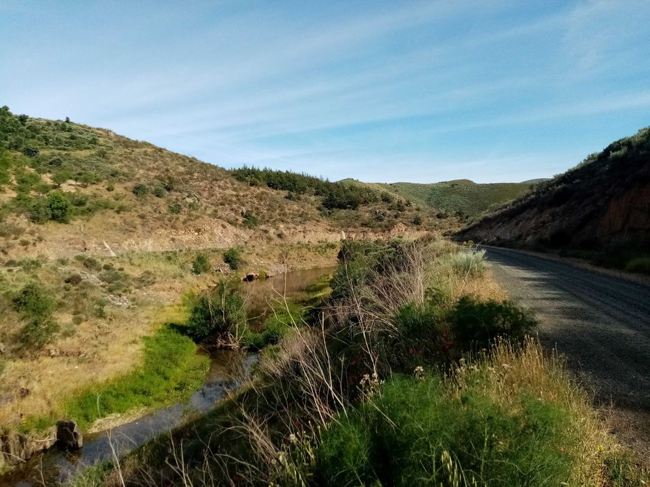 Picoto - Lagos do Sabor