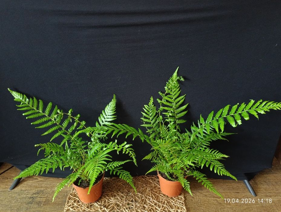 Диксонія (Dicksonia) — рід папоротей, ряду Filicales вид папороті кімнатної