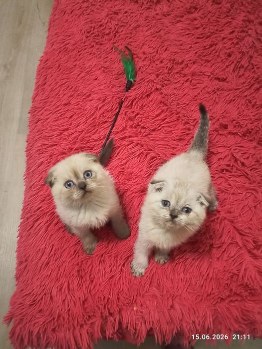Шотландські кошенята