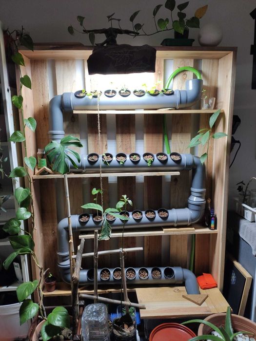 Hydroponic system indoor