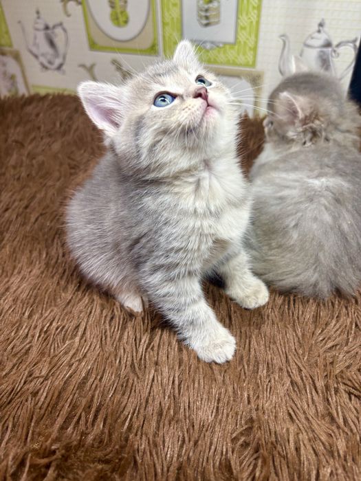 Шотланские детки шиншиллы