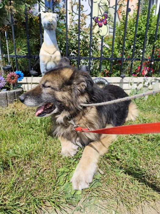 Kto pokocha starszego psa?