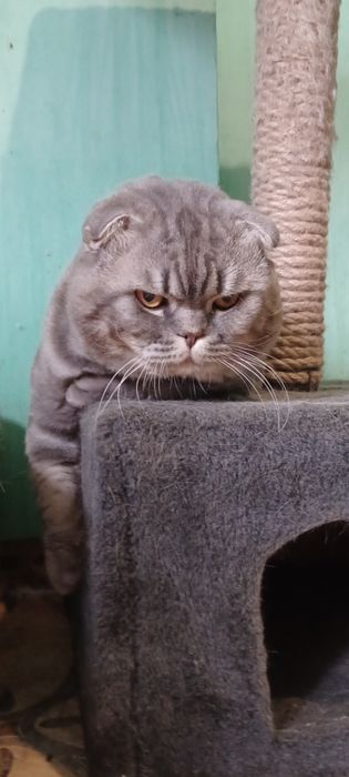 Шотландский вислоухий