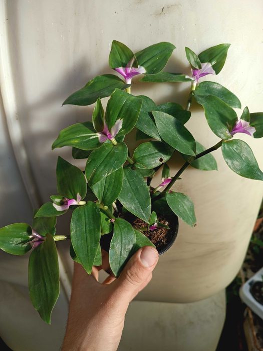 blushing bride trzykrotka