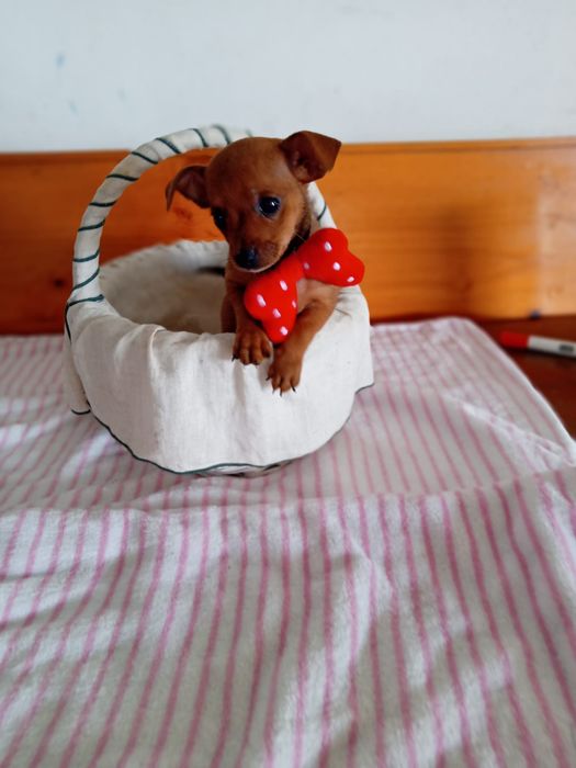 Pinscher Miniatura