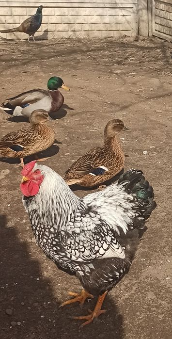Продам курчата породи Віандот срібло.