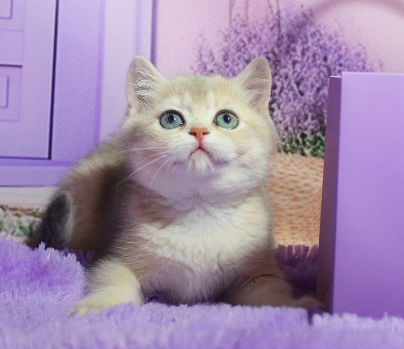 Красуня британська дівчинка в забарвленні голубе золото