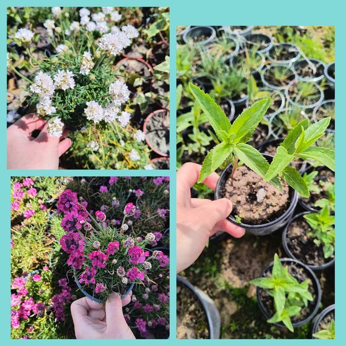 Вероніка 'Синій букет' .  Армерія рожева і біла у горщику